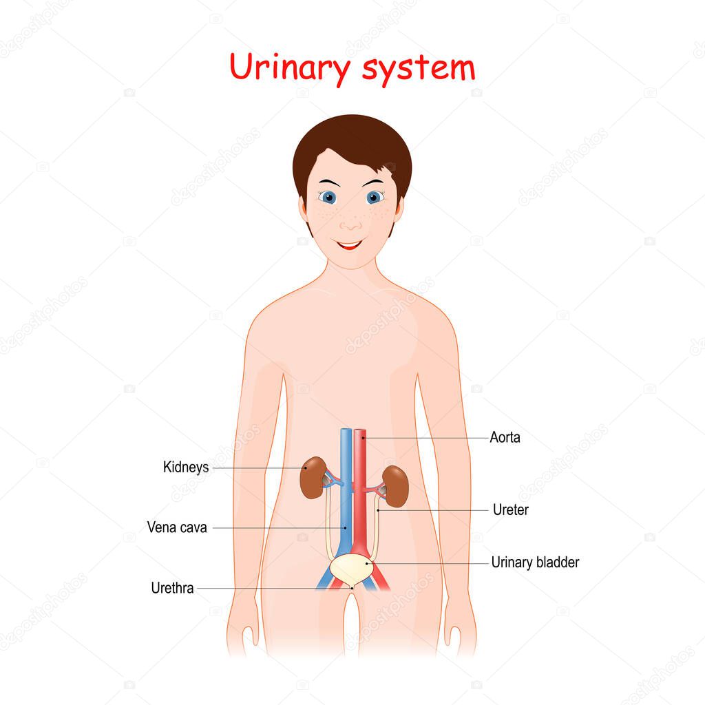 Human Urinary system for kids. Cute smiling girl with organs of the renal system (kidneys, Ureter, urinary bladder, Urethra, Renal artery and vein, Inferior vena cava, and Abdominal aorta). poster for educational use. Vector illustration