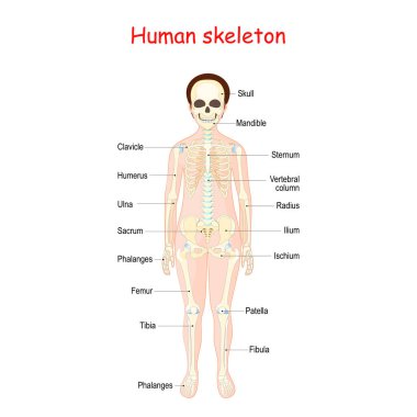 Çocuklar için insan iskeleti. Anterior manzaralı bir poster. Kemik sisteminin anatomisi için didactic tahta. Eğitimsel kullanım için vektör illüstrasyonu