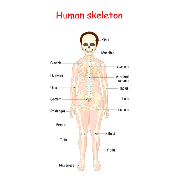 Esqueleto Humano Para Crianças Cartaz Com Vista Anterior Placa Didática — Vetor de Stock