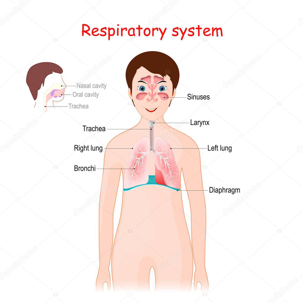 Human respiratory system for kids. Cute smiling girl with lungs, bronchi, sinuses, diaphragm, and trachea. poster for educational use. Vector illustration