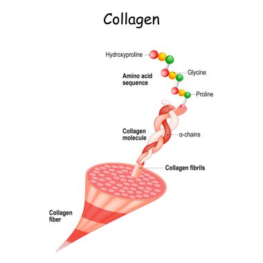 Kolajen anatomisi. Fibril ve molekülden zincirlere kadar kolajen liflerinin yapısı ve Amino asit dizisi (Hydroxyproline, Proline, Glycine). Hücre dışı matris. Tıbbi entrika. Vektör illüstrasyonu