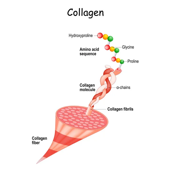 Anatomia Del Collagene Struttura Delle Fibre Collagene Fibrille Molecole Catene — Vettoriale Stock