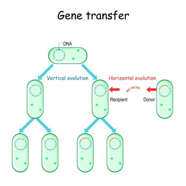 Gen transferi örneğin bakteriler. Donör ve Alıcı cep telefonundan cep telefonuna temas ediyor. Yatay ve dikey evrim. Mikrobik Genetik ve antibiyotik direnci.