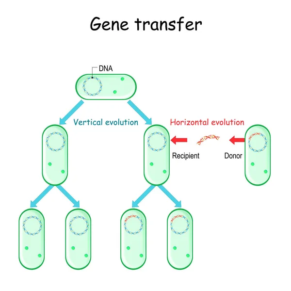 Trasferimento Genico Esempio Batteri Donatore Destinatario Contatto Cellula Cellula Evoluzione — Vettoriale Stock