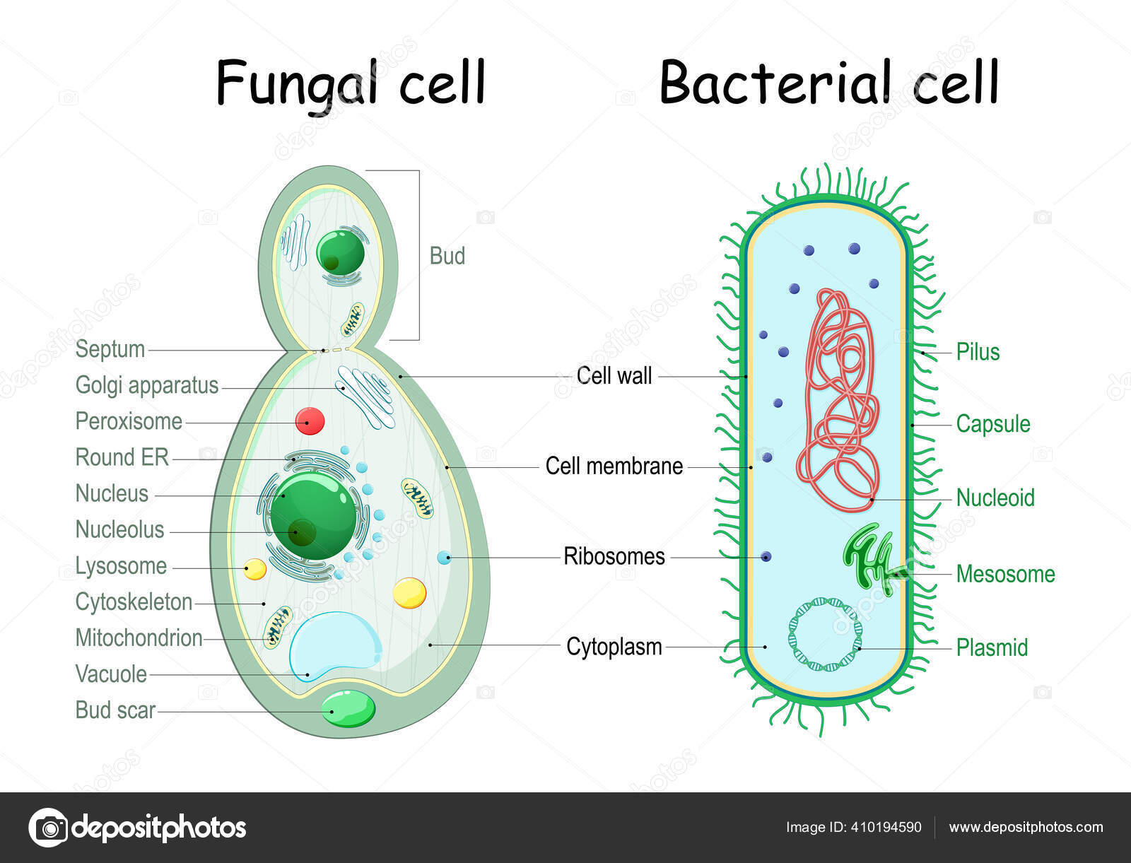 Bacteria fungal yeast comparison cell structure similarities