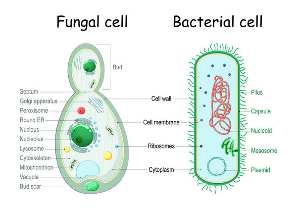 bacteria and fungal (yeast). comparison of cell structure. Similarities and differences. cross section and anatomy of cell. Biology Chart. Vector illustration on a white background. detailed diagram for use in education