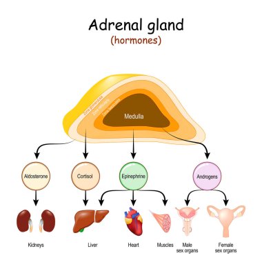 Hormones of Adrenal glands and internal organs-targets for Androgens, Epinephrine, Cortisol, and Aldosterone. Structure of adrenal gland: Zona fasciculata, Zona reticularis, Zona glomerulosa, and Medulla. clipart