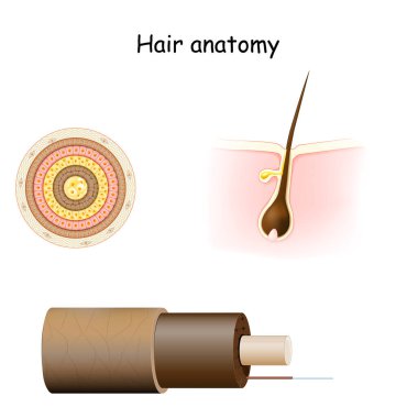 Hair anatomy. Cross section, and Cell Structure of the Hair shaft. Part of skin (epidermis and dermis) with a hair root in follicle. clipart
