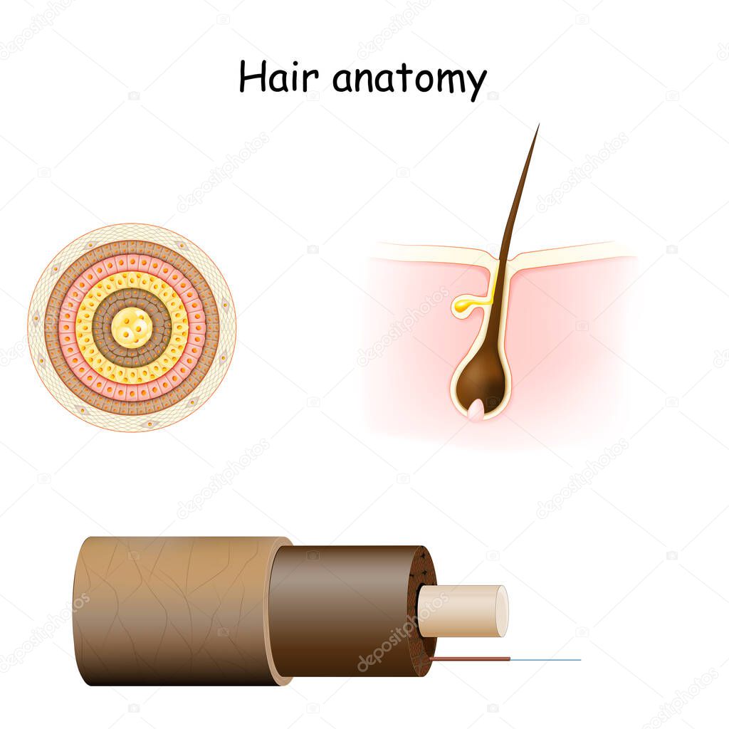 Hair anatomy. Cross section, and Cell Structure of the Hair shaft. Part of skin (epidermis and dermis) with a hair root in follicle.