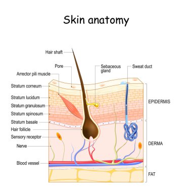 Deri anatomisi. İnsan derisinin çapraz kesimi. İnsan derisi katmanları (epidermis, dermis, yağ), saç kökü, duyusal reseptör, ter ve mevsim bezleri.