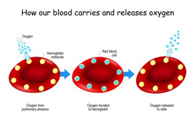 Oksijen ve hemoglobin. Kanımızın oksijeni nasıl taşıdığını ve saldığını. Hemoglobin moleküllü kırmızı kan hücreleri. Oksijen Taşımacılığı Konsepti. Bilim, eğitim, insan anatomisi ve tıbbi kullanım için Vektör İllüstrasyonu.