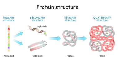Protein yapısı düzeyleri: Birincil, İkincil, Üçüncül ve Dördüncül. Amino asitten alfa sarmal, beta yaprağı, peptit ve protein molekülüne. konsept. Vektör illüstrasyonu.