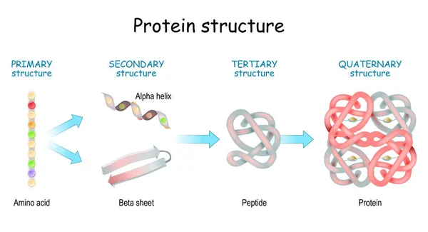 Protein Yapısı Düzeyleri Birincil Kincil Üçüncül Dördüncül Amino Asitten Alfa — Stok Vektör