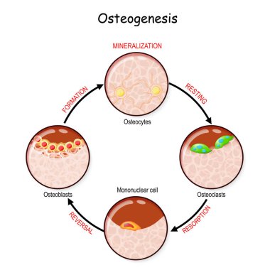 Kemik kaynatma (dinlenme, resorsiyon, tersine çevirme, mineralizasyon, oluşum). Ossifikasyon sürecini tanımla. Osteogenez. Kemik osteoclastlar tarafından kırılır ve osteoblast 'lar tarafından yeniden inşa edilir.