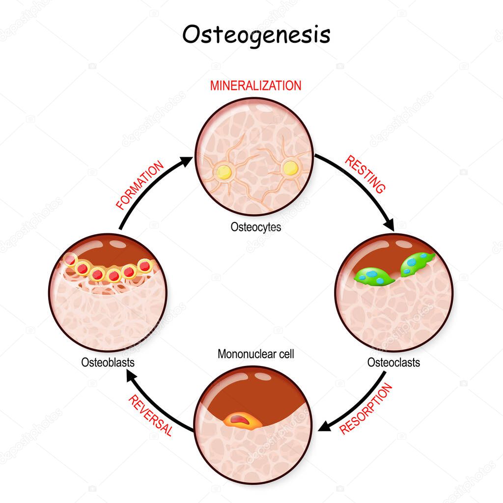 bone remodeling (resting, resorption, reversal, mineralization, formation). Describe a process of Ossification. osteogenesis. Bone is broken down by osteoclasts, and rebuilt by osteoblasts