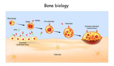 Bone Biology. Role of RANK, RANKL, and OPG. bone remodeling. Bone is broken down by osteoclasts, and rebuilt by osteoblasts. Receptor activator of RANKL is the mediator of bone resorption. Osteoprotegerin (OPG). Paracrine and endocrine actions of bon clipart