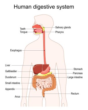 İnsan sindirim sistemi. Sindirim sistemi diyagramı, dil, tükürük bezleri, pankreas, karaciğer, safra kesesi gibi mide yolu ve aksesuar organlarını gösteriyor. Ayrıntılı vektör posteri