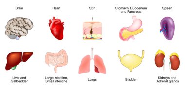 İnsan iç organı anatomisi. Çizgi film ikonları seti. Deri, kalp, beyin, mide, duodenum, pankreas, dalak, mesane, ciğerler, kalın bağırsak, ince bağırsak, karaciğer, safra kesesi, böbrekler, böbrek üstü bezleri. Tıbbi kullanım için ayrıntılı vektör illüstrasyonu.