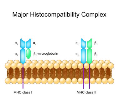 Büyük uyumluluk kompleksi. MHC molekülleri hücre lipid bilayer zarında. Ayrıntılı vektör illüstrasyonu