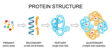 Protein yapısı. Amino asitler birçok zincir birleşmesine yol açar. Vektör illüstrasyonu