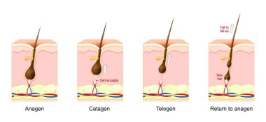 Hair growth cycle. Vector illustration.