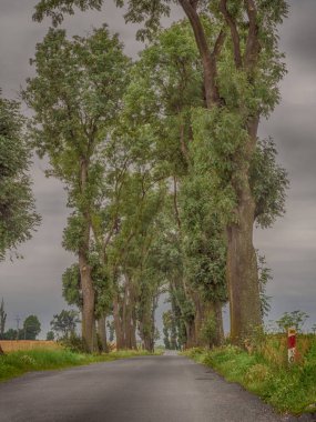 Eski yaprak döken ağaçlar