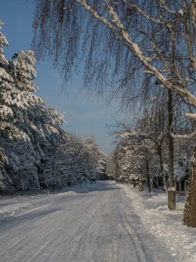 Ağaçlarla dolu bir yol. Kış