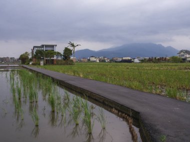 Hasattan sonra pirinç tarlaları 