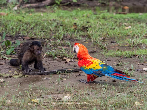 El guacamayo escarlata y el mono —  Fotos de Stock