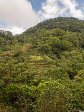 Çay tarlası için görünüm  