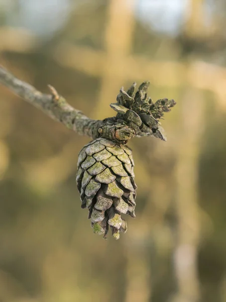 Closed pine cones — Stock Photo, Image