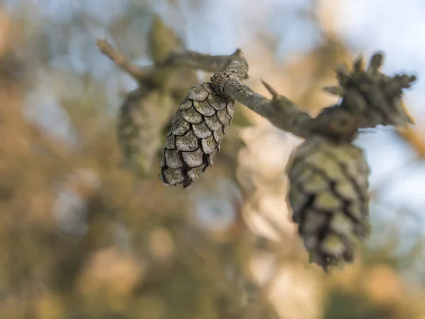 Closed pine cones — Stock Photo, Image