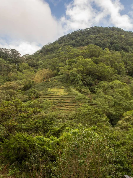 Çay tarlası için görünüm  