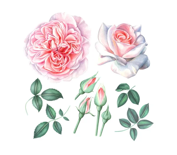 Coleção aquarela de rosas rosa com folhas e botões isolados no fundo branco . — Fotografia de Stock