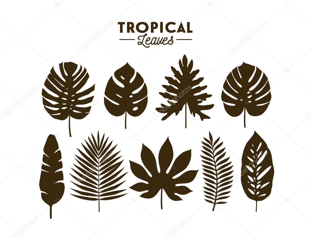 Set of tropical leaves silhouettes isolated on white background. Vector EPS10