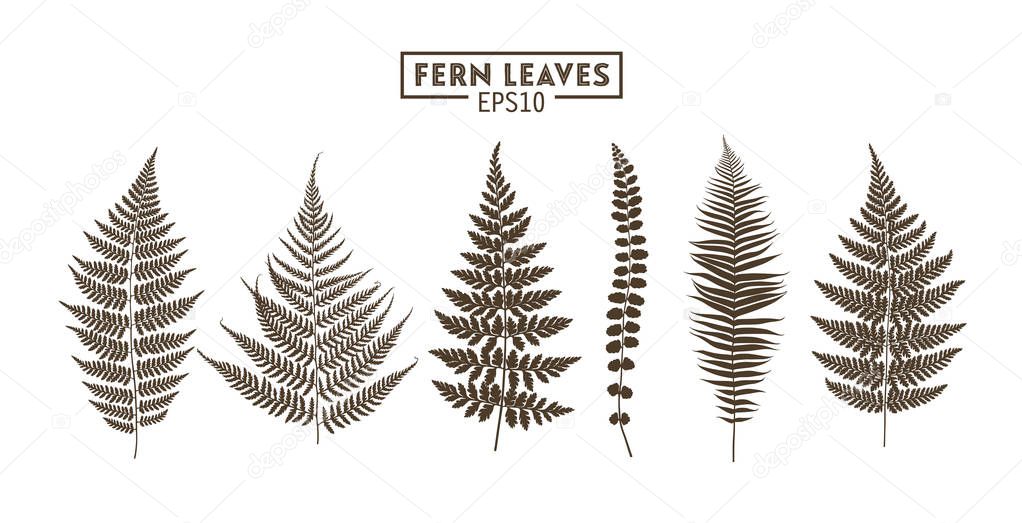 Set of fern leaves isolated on white background. Vector EPS10