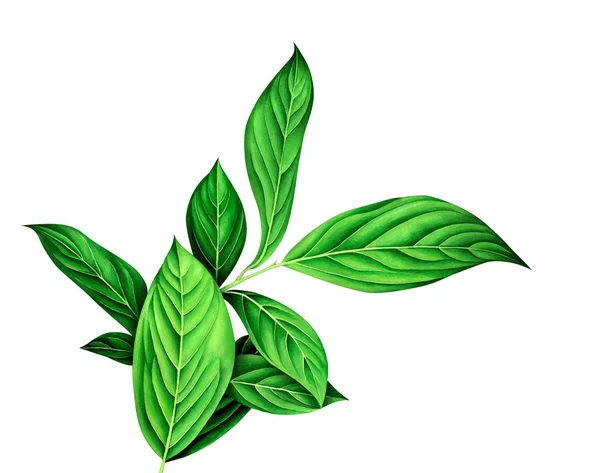 Aquarellzweig mit grünen Blättern. botanische handgezeichnete Illustration. — Stockfoto
