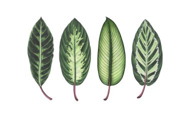 Beyaz üzerinde izole egzotik tropikal yaprakları seti. Suluboya illüstrasyon.