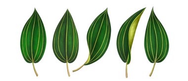 Beyaz üzerinde izole egzotik tropikal yaprakları seti. Suluboya illüstrasyon.