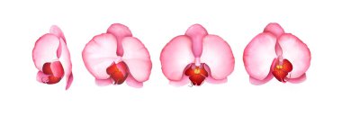 Beyaz üzerinde izole Pembe orkide seti. Suluboya el çizilmiş illüstrasyon.