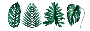 Beyaz üzerinde izole egzotik tropikal yaprakları seti. Suluboya illüstrasyon.