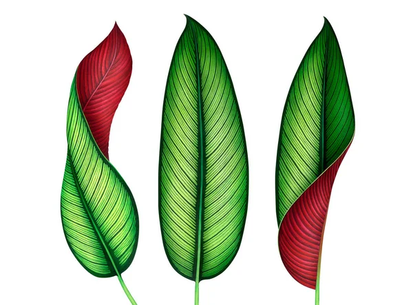 Set von tropischen Blättern in Aquarell isoliert auf Weiß. botanische Illustration. — Stockfoto