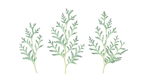 Conjunto de ramas de thuja aisladas en blanco. Acuarela ilustración dibujada a mano . — Foto de Stock
