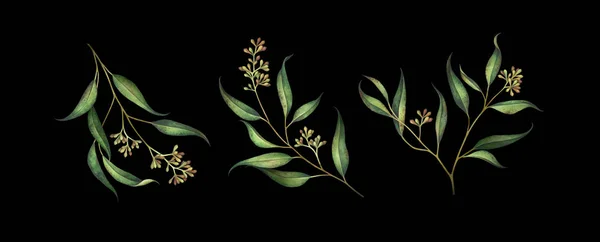 Set of seeded eucalyptus branches isolated on black. Watercolor illustration. — Stock Photo, Image