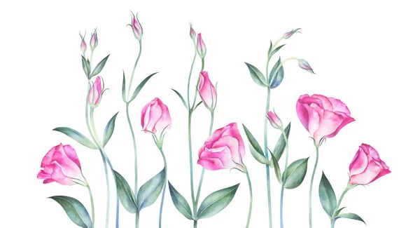 Fond élégant avec des fleurs d'eustomie. Aquarelle illustration dessinée à la main . — Photo