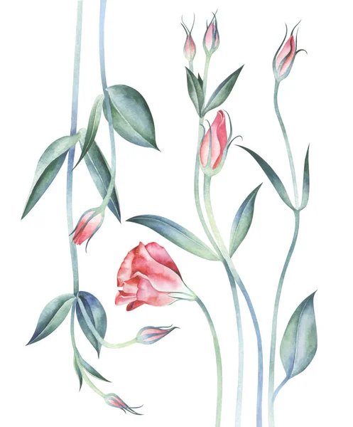 Elegant background with eustoma flowers. Watercolor hand drawn illustration. — Stock Photo, Image