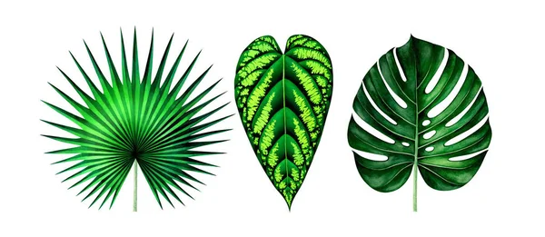 Ensemble de feuilles tropicales exotiques isolées sur blanc. Illustration aquarelle . — Photo