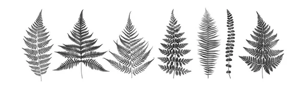 Conjunto de folhas de samambaia isoladas em branco. Ilustração botânica aquarela . — Fotografia de Stock