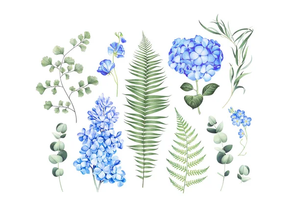 Ботанический набор эвкалиптовых ветвей, папоротников и голубых цветов, изолированных на белом . — стоковое фото