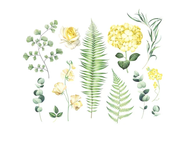 Botanical set of eucalyptus branches, fern and yellow flowers isolated on white. — Stock Photo, Image